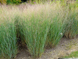 Switch Grass, lush green ornamental grass with seed heads in a natural outdoor setting. Switch Grass, lush green ornamental grass with seed heads in a natural outdoor setting.