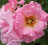 DRIFT ROSE Roses Twin Oaks Nursery & Supply