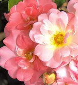 DRIFT ROSE Roses Twin Oaks Nursery & Supply