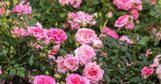 DRIFT ROSE Roses Twin Oaks Nursery & Supply