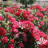 DRIFT ROSE Roses Twin Oaks Nursery & Supply
