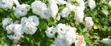 DRIFT ROSE Roses Twin Oaks Nursery & Supply