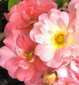 Drift Rose