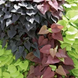 Potato Vine Full Flat - 18 ct made by here at Twin Oaks Nursery & Supply
