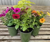 Annuals -All Varieties