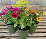  Annuals Twin Oaks Nursery & Supply