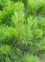 Loblolly Pine