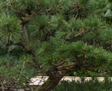 Loblolly Pine