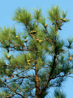 Loblolly Pine