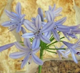 Lily of the Nile Agapanthus
