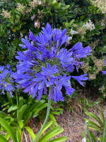 Lily of the Nile Agapanthus