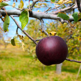 Apple is here at Twin Oaks Nursery & Supply in Denison & Sherman Tx Apple is here at Twin Oaks Nursery & Supply in Denison & Sherman Tx