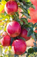 Apple Trees at Twin Oaks Nursery & Supply – Buy Now