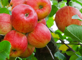 Apple Trees at Twin Oaks Nursery & Supply – Buy Now