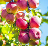 Apple Trees at Twin Oaks Nursery & Supply – Buy Now