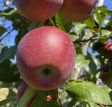 Apple Trees at Twin Oaks Nursery & Supply – Buy Now