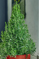 Tuscan Blue Rosemary