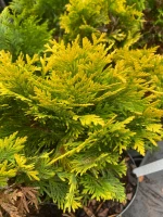 Highlights Arborvitae made by here at Twin Oaks Nursery & Supply