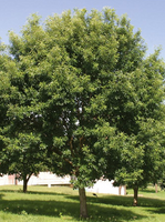 Chinkapin Oak (Chinquapin)