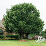 Bur Oak made by here at Twin Oaks Nursery & Supply