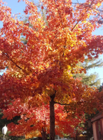 Shantung Maple is here at  Twin Oaks Nursery & Supply in Denison & Sherman Tx