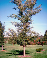 Frontier Elm