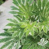 Japanese Aralia made by here at Twin Oaks Nursery & Supply