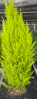 Lemon Cypress - 8 Inch