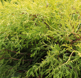 Falsecypress -  Gold Mop - 1 Gallon