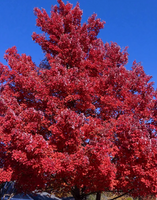 Red Sunset Maple made by here at Twin Oaks Nursery & Supply
