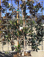 Magnolia 'Little Gem' Espalier