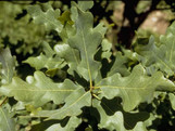 Lacey Oak made by here at Twin Oaks Nursery & Supply