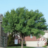 Lacebark Elm