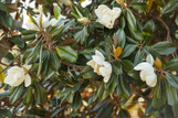 Southern Magnolia made by here at Twin Oaks Nursery & Supply