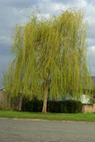 Weeping Willow made by here at Twin Oaks Nursery & Supply