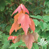 Summer Red Red Maple