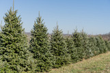 Fraser Fir Christmas Tree is here at Twin Oaks Nursery & Supply in Denison & Sherman Tx Fraser Fir Christmas Tree is here at Twin Oaks Nursery & Supply in Denison & Sherman Tx