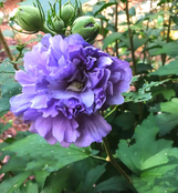 Blueberry Smoothie Althea (Rose of Sharon)