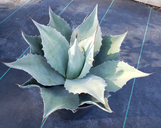 Agave ovatifolia (Whale's Tongue Agave) made by here at Twin Oaks Nursery & Supply