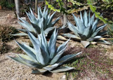 Agave havardina (Harvard Agave) made by here at Twin Oaks Nursery & Supply