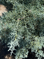 Blue Ice Arizona Cypress