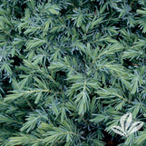 Blue Pacific Juniper made by here at Twin Oaks Nursery & Supply