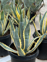 Agave americana variegata (Variegated Century Plant) made by here at Twin Oaks Nursery & Supply