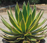 Agave lophantha 'Quadricolor' made by here at Twin Oaks Nursery & Supply