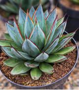 Blue Glow Agave made by here at Twin Oaks Nursery & Supply