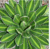 Agave lophantha 'Splendida'