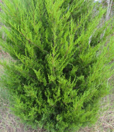 Burkii Juniper made by here at Twin Oaks Nursery & Supply