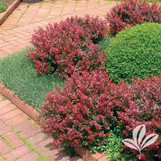 Crimson Pygmy Barberry made by here at Twin Oaks Nursery & Supply