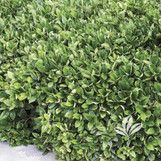  Evergreen Twin Oaks Nursery & Supply