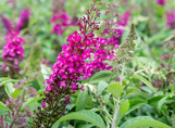Cranrazz Butterfly Bush made by here at Twin Oaks Nursery & Supply